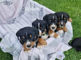 appenzeller sennenhund Welpen