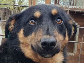 Adriana, zarte zurückhaltende junge Hündin sucht ein liebevolles Zuhause, 2 Jahre, 43 cm