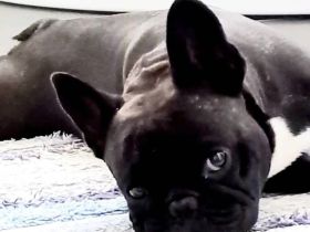 Französische Bulldogge Deckrüde