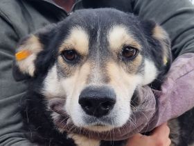 Edana, sehr schüchterne Hündin auf der Suche nach einfühlsame und geduldige Menschen, 6 Jahre 57 cm