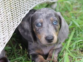 Zwergdackelwelpen suchen liebe Plätze