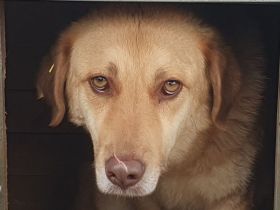 Janni, hübscher, unsicherer Rüde, sucht ein geduldiges, hundeerfahrenes Zuhause, 4 Jahre, 61 cm