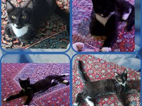 Maine Coon Mix Kater abzugeben