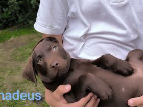 Braune Labrador-Welpen suchen ein neues liebevolles Zuhause