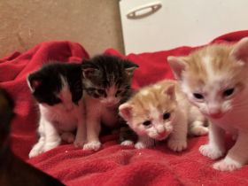 Katzenbabys zu verkaufen