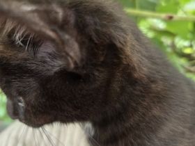 Zwei BKH kitten abzugeben