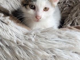 Katzenkitten