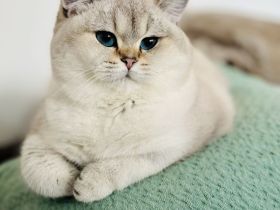 Unsere Füchschen sucht nach passenden Adoptiveltern