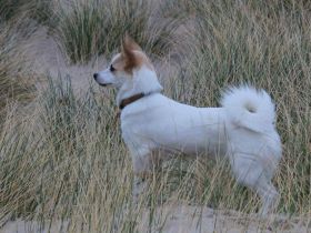 Kennel vom Steigbrönnle