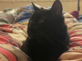 Liebenswerter Kater sucht neues Zuhause