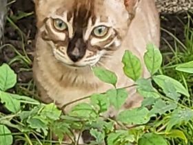 Süßer sepia charcoal Bengal Kater mit Champion Vater - abgabebereit