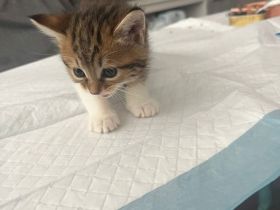 Dosenöffner gesucht