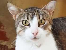 Liane, geb. ca. 08/2024, lebt in GRIECHENLAND, auf einer privaten Pflegestelle