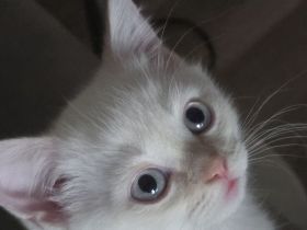 Kleiner BKH Kater in seltener Farbe red  point white mit blauen Augen sucht ein liebevolles Zuhause