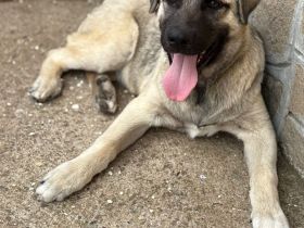 Zeus (Kardzhali) - Stark, loyal und bereit für Abenteuer🩵🏡