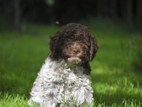Lagotto Romagnolo Welpen