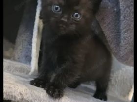 12 Wochen altes Kitten