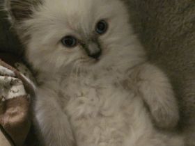 Heilige Birma/Bkh Kitten suchen liebevolles Zuhause