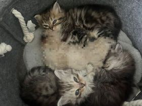 Reinrassige Perser kitten