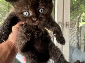 BKH Kitten bereit für ein liebevolles Zuhause