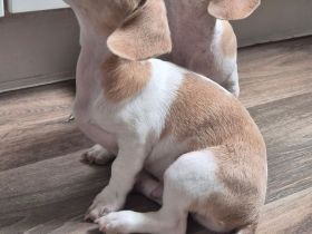 Dackel Welpen in Sonderfarbe