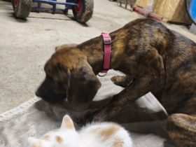 Katzenbabys Maine coon Mix Kitten