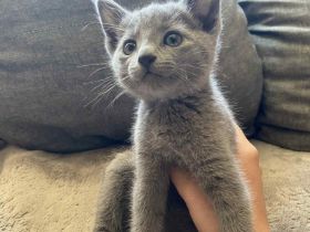 Russisch Blau Kitten