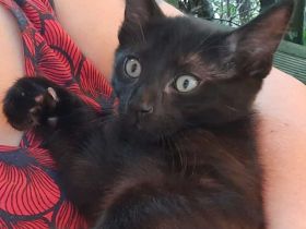 MAC & MARLON suchen ein Zuhause