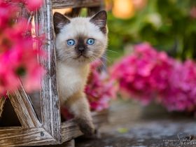 Diese blauen Babybärchenaugen…. suchen Adoptiveltern!