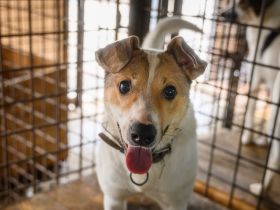 Purah möchte doch nur geliebt werden