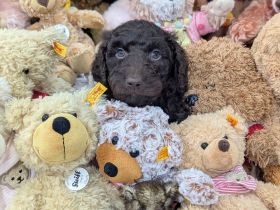 F1b Labradoodle mit Papieren
