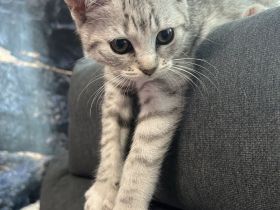 Britisch Kurzhaar Baby Weiblich 12 Wochen