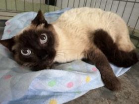 Minerva, FIV positiv