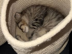 🐾 Liebevoll aufgezogene BKH-Kitten