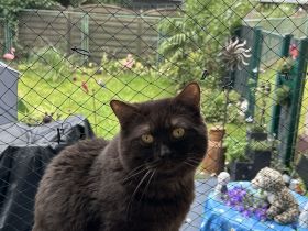 Chocolade Bär sucht  neues Körbchen