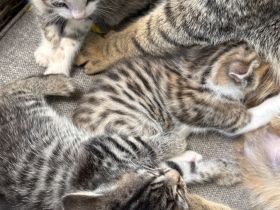 Süße Babykatzen abzugeben – Abgabe ab dem 28.06.2025