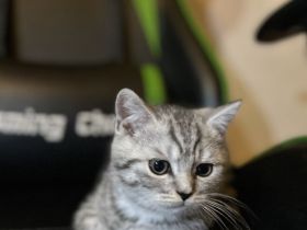 Jung, Katze, britische Kurzhaar