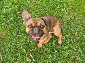 Zwei liebevolle Hündinnen suchen gemeinsam ein neues Zuhause