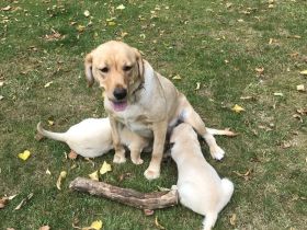 Labrador-Retriever Welpen