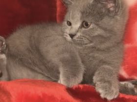 Britische kurzhaarige Katze