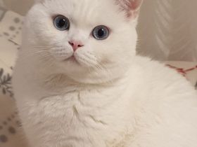 Deckkater BKH weiß mit blauen Augen (Kein Verkauf)