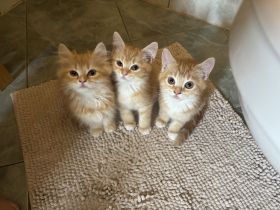 Drei Mädels suchen für immer Zuhause