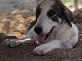 Hündin Arianna / kastriert / derzeit noch in Griechenland