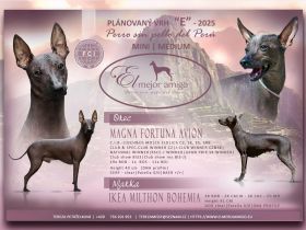 Peruanischer Nackthund mit Pp klein/groß