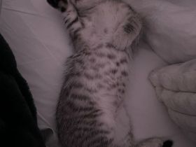 Verschmustes BKH Mix Kitten