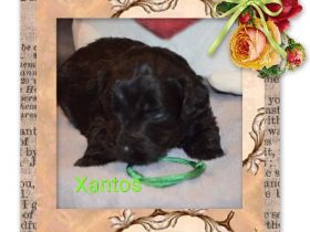 von den Vohburgerpowergoldies