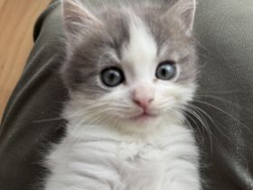 Neva Masquarade Sibirische Katze Mix