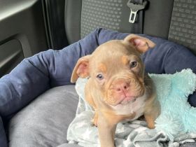 Old Englisch Bulldog Welpe 8 Wochen