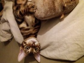 Süße Bengalkätzchen  zu verkaufen ❤