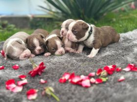 Boston Terrier Welpen mit blauen Augen abzugeben ( geb: 02.07.2025